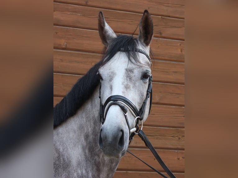 Más caballos centroeuropeos Yegua 5 años 160 cm Tordo rodado in Wartenberg