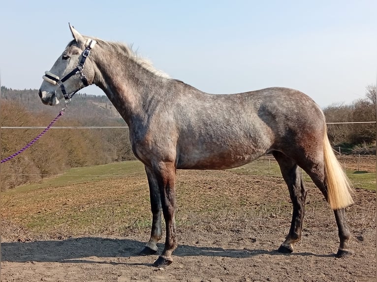 Más caballos centroeuropeos Yegua 5 años 160 cm White/Blanco in Dietrichingen