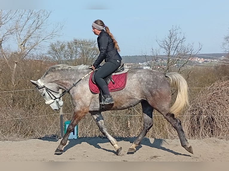 Más caballos centroeuropeos Yegua 5 años 160 cm White/Blanco in Dietrichingen