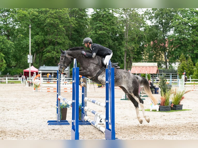 Más caballos centroeuropeos Yegua 5 años 163 cm in Paiküla