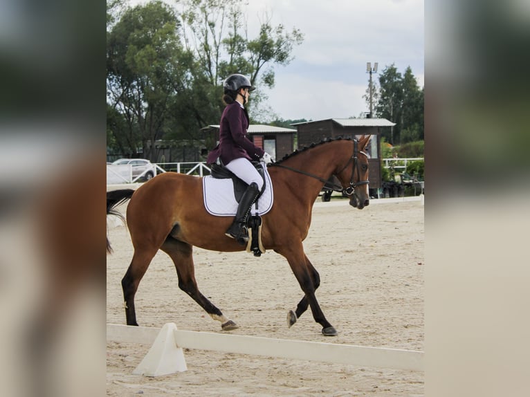 Más caballos centroeuropeos Yegua 5 años 163 cm Castaño in Grzmiąca