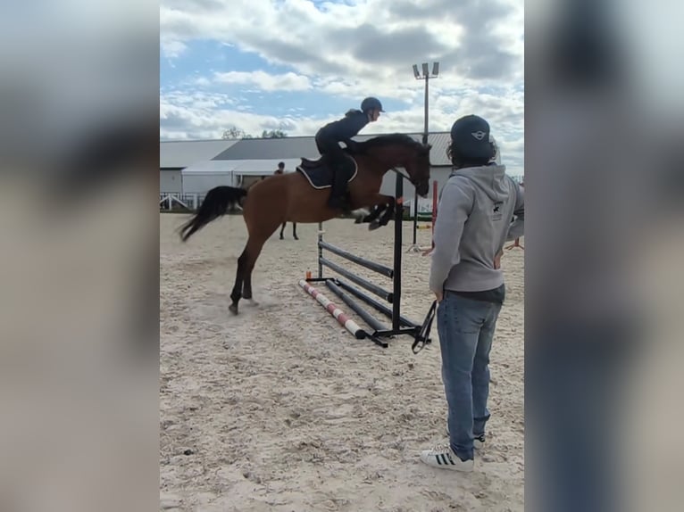 Más caballos centroeuropeos Yegua 5 años 163 cm Castaño in Grzmiąca