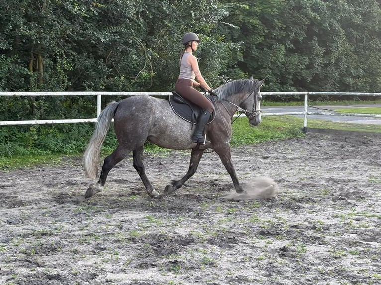 Más caballos centroeuropeos Yegua 5 años 163 cm Tordo rodado in Chełmno