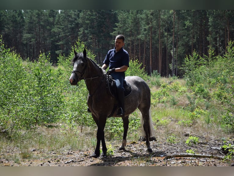 Más caballos centroeuropeos Yegua 5 años 163 cm Tordo rodado in Chełmno