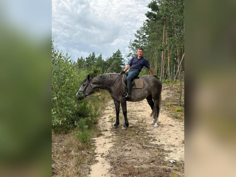 Más caballos centroeuropeos Yegua 5 años 163 cm Tordo rodado in Chełmno