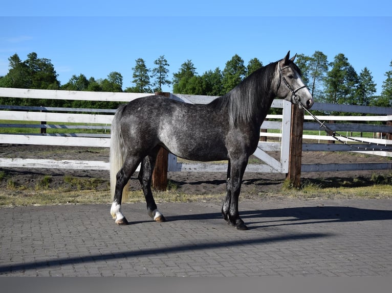 Más caballos centroeuropeos Yegua 5 años 163 cm Tordo rodado in Chełmno