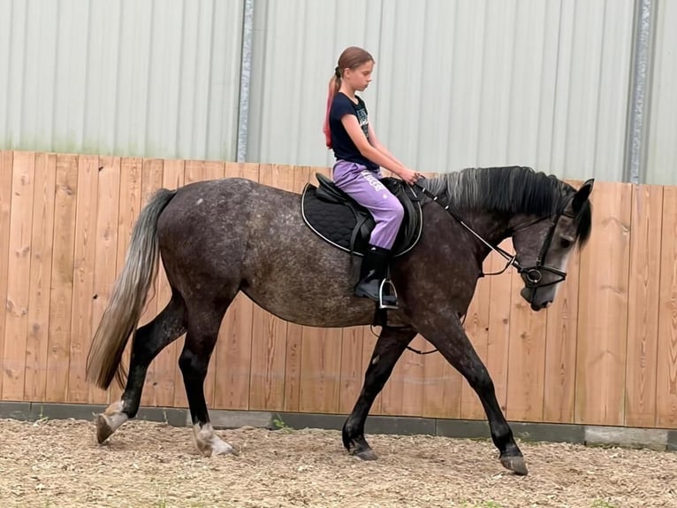 Más caballos centroeuropeos Yegua 5 años 163 cm Tordo rodado in Chełmno