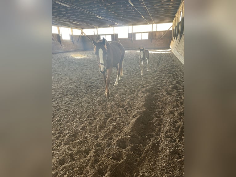 Más caballos centroeuropeos Yegua 5 años 164 cm Alazán in Haarbach