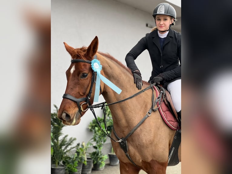 Más caballos centroeuropeos Yegua 5 años 164 cm Alazán-tostado in Bled