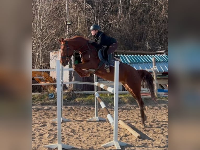 Más caballos centroeuropeos Yegua 5 años 164 cm Alazán-tostado in Bled