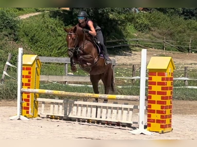 Más caballos centroeuropeos Yegua 5 años 164 cm Alazán-tostado in Bled