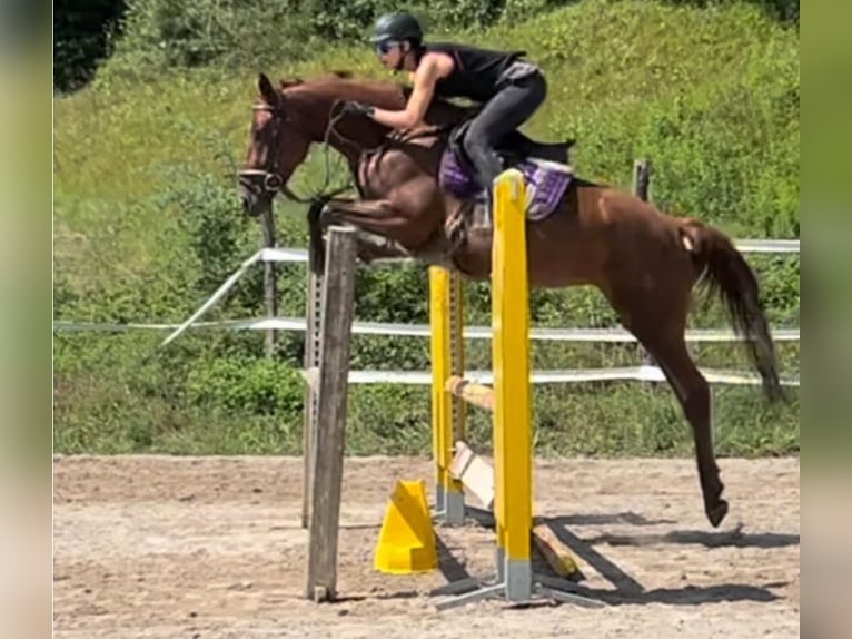 Más caballos centroeuropeos Yegua 5 años 164 cm Alazán-tostado in Bled