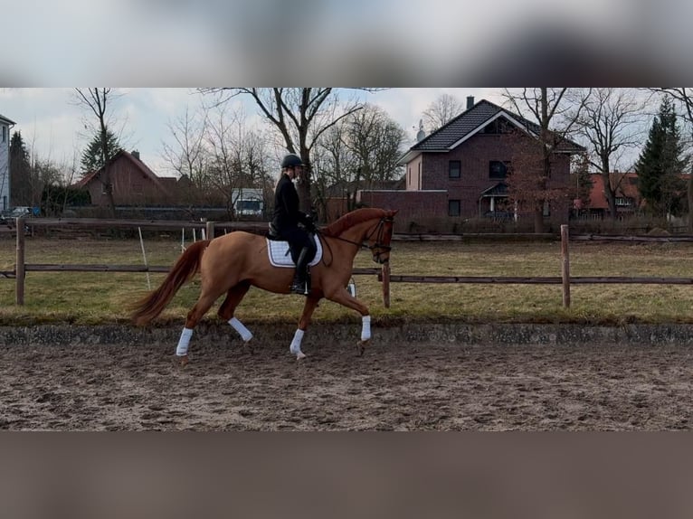 Más caballos centroeuropeos Yegua 5 años 165 cm Alazán in Uetze