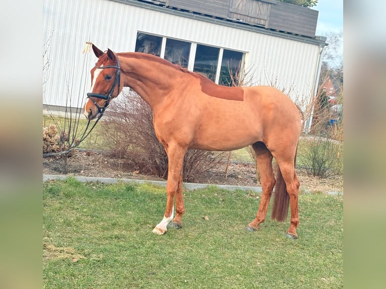 Más caballos centroeuropeos Yegua 5 años 165 cm Alazán in Uetze