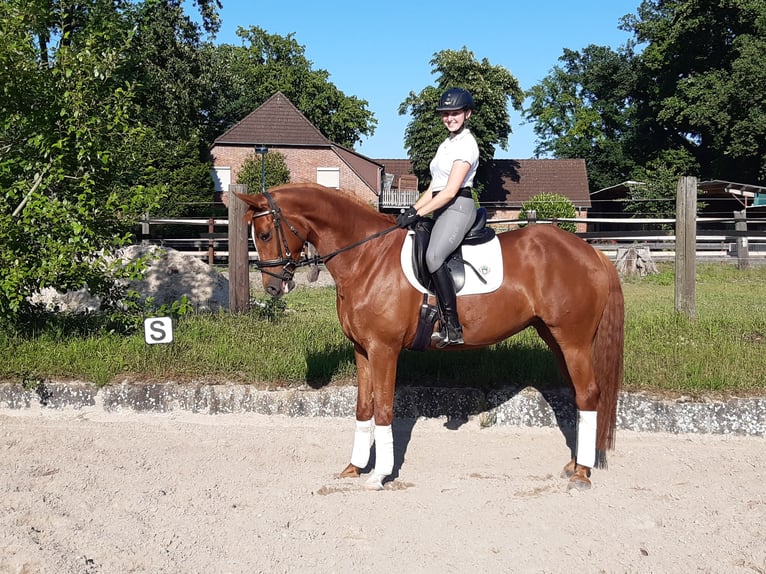 Más caballos centroeuropeos Yegua 5 años 165 cm Alazán-tostado in Uetze