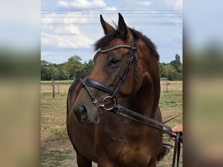 Más caballos centroeuropeos Yegua 5 años 165 cm Castaño in Wachtendonk