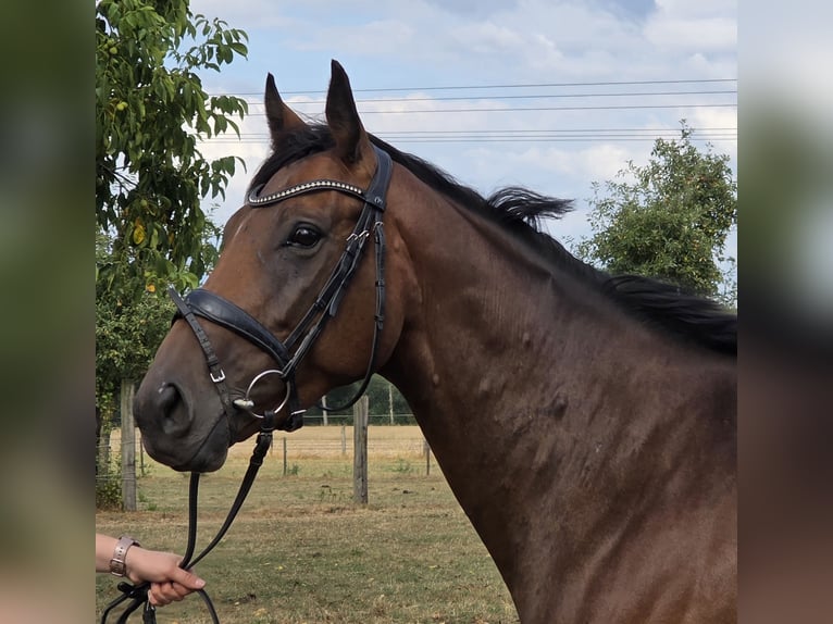 Más caballos centroeuropeos Yegua 5 años 165 cm Castaño in Wachtendonk
