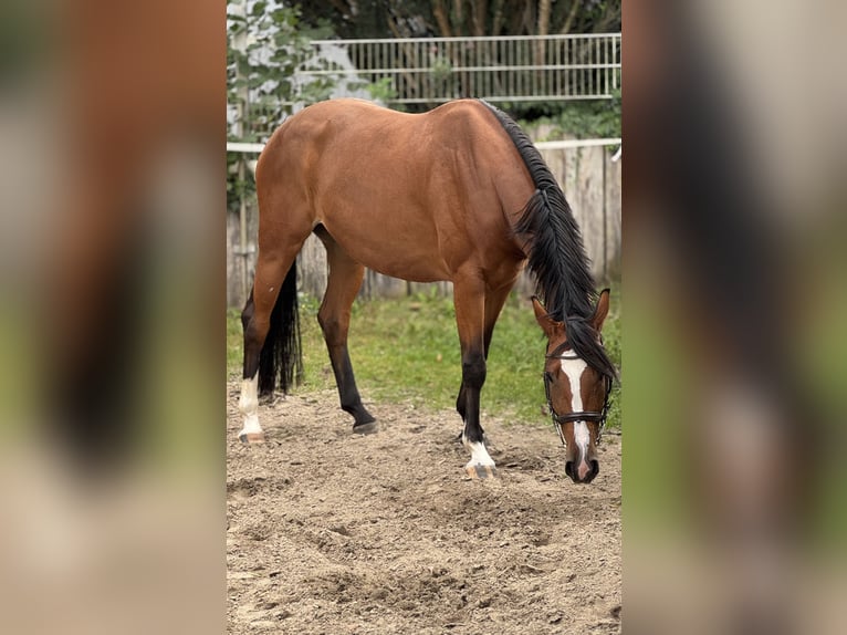 Más caballos centroeuropeos Yegua 5 años 165 cm Castaño in Dinslaken
