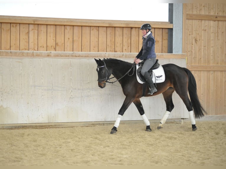 Más caballos centroeuropeos Yegua 5 años 165 cm Castaño oscuro in Wellheim