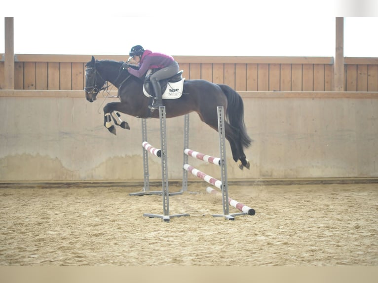 Más caballos centroeuropeos Yegua 5 años 165 cm Castaño oscuro in Wellheim