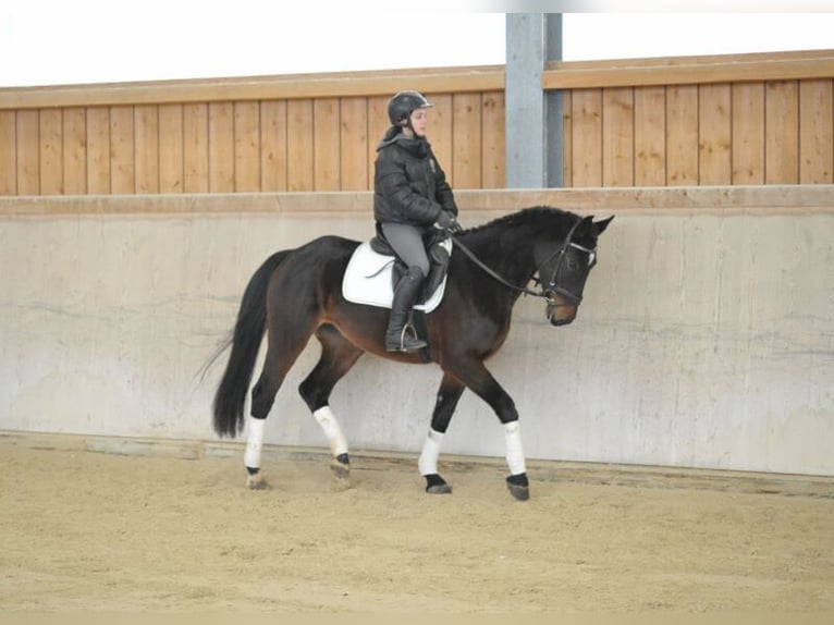 Más caballos centroeuropeos Yegua 5 años 165 cm Castaño oscuro in Wellheim