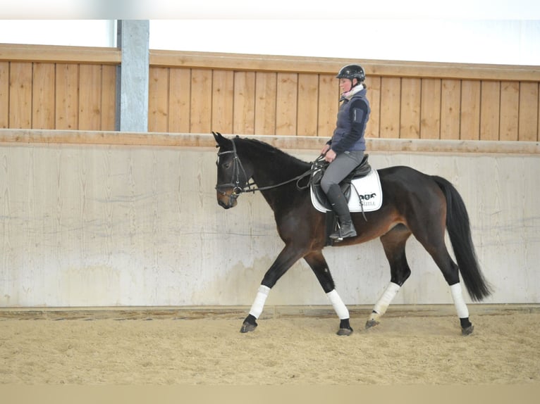 Más caballos centroeuropeos Yegua 5 años 165 cm Castaño oscuro in Wellheim