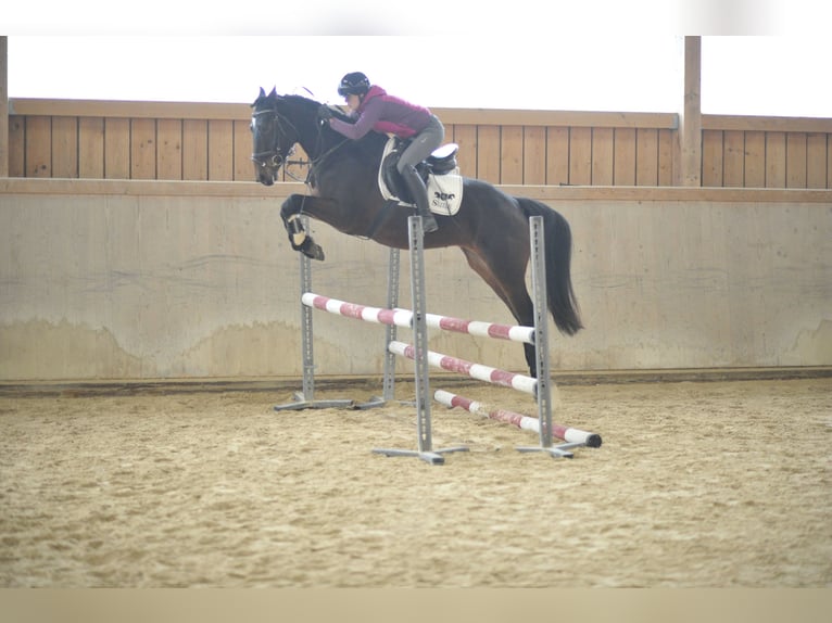 Más caballos centroeuropeos Yegua 5 años 165 cm Castaño oscuro in Wellheim