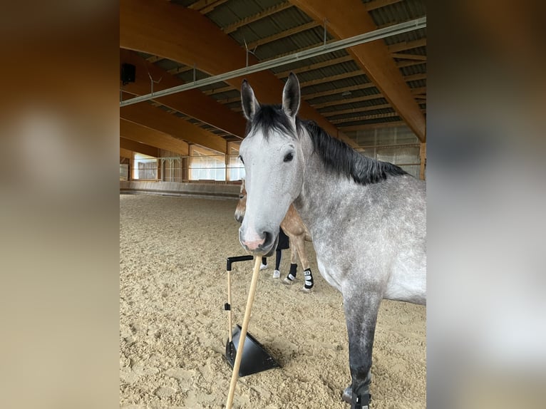 Más caballos centroeuropeos Mestizo Yegua 5 años 165 cm Tordo in Villingen-Schwenningen