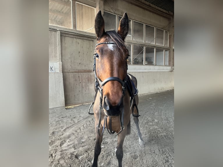 Más caballos centroeuropeos Yegua 5 años 166 cm Castaño in Neuried