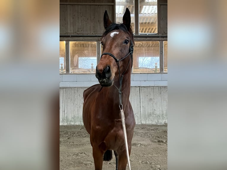 Más caballos centroeuropeos Yegua 5 años 166 cm Castaño in Neuried