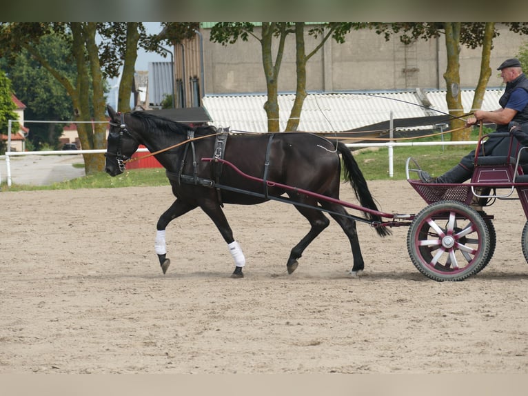 Más caballos centroeuropeos Yegua 5 años 166 cm Morcillo in Ganschow