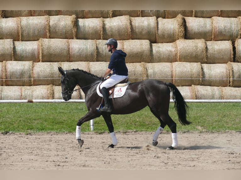 Más caballos centroeuropeos Yegua 5 años 166 cm Morcillo in Ganschow