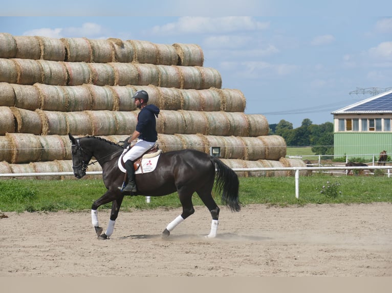 Más caballos centroeuropeos Yegua 5 años 166 cm Morcillo in Ganschow