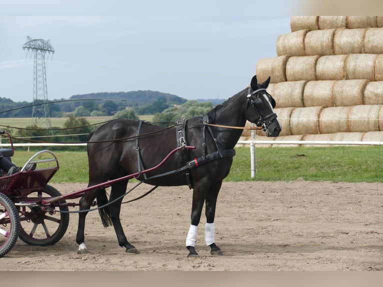 Más caballos centroeuropeos Yegua 5 años 166 cm Morcillo in Ganschow