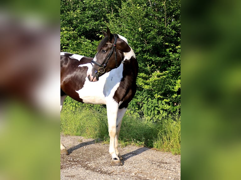 Más caballos centroeuropeos Yegua 5 años 166 cm Pío in Hainsfarth