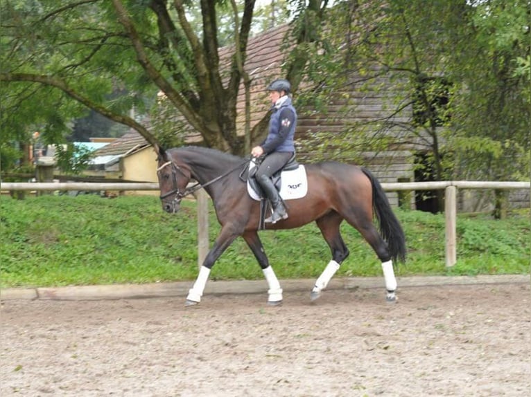 Más caballos centroeuropeos Yegua 5 años 167 cm Castaño in Wellheim