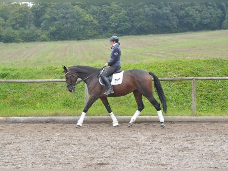 Más caballos centroeuropeos Yegua 5 años 167 cm Castaño in Wellheim