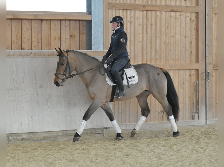 Más caballos centroeuropeos Yegua 5 años 167 cm Castaño in Wellheim