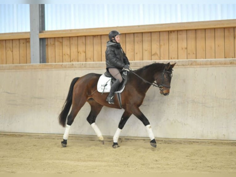 Más caballos centroeuropeos Yegua 5 años 167 cm Castaño in Wellheim