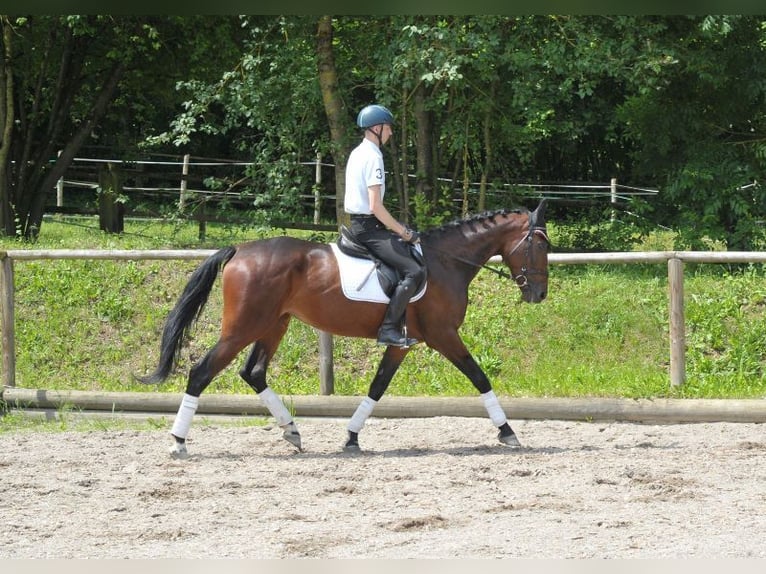 Más caballos centroeuropeos Yegua 5 años 167 cm Castaño in Wellheim