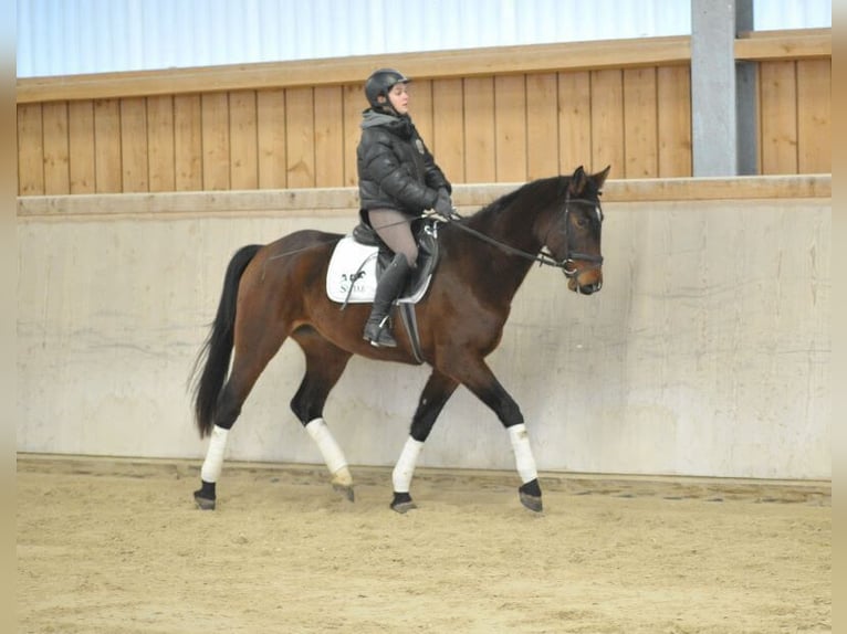 Más caballos centroeuropeos Yegua 5 años 167 cm Castaño in Wellheim