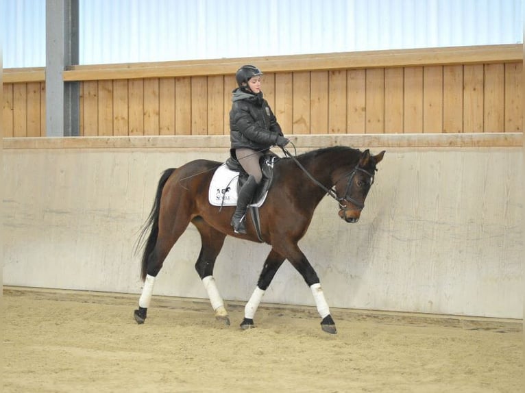 Más caballos centroeuropeos Yegua 5 años 167 cm Castaño in Wellheim