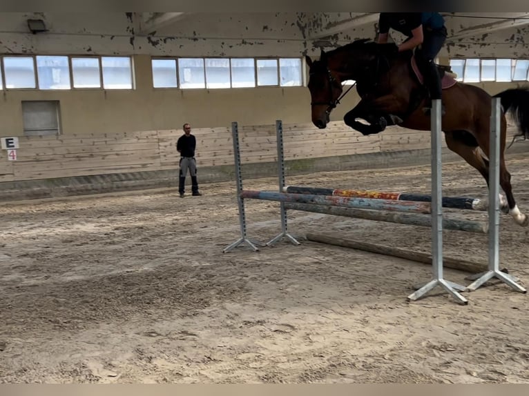 Más caballos centroeuropeos Yegua 5 años 167 cm Castaño in Celje - dostava