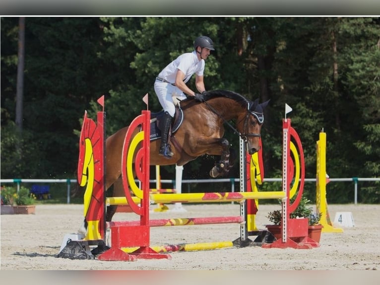 Más caballos centroeuropeos Yegua 5 años 167 cm Castaño in Celje - dostava