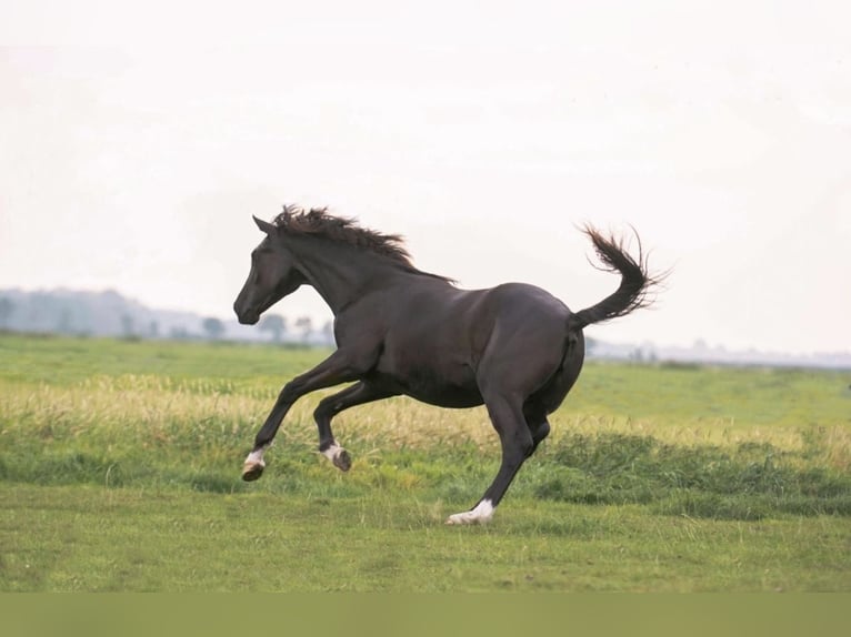 Más caballos centroeuropeos Yegua 5 años 167 cm Negro in Syke