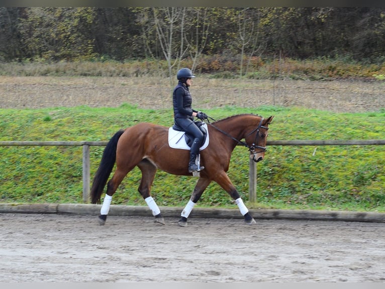 Más caballos centroeuropeos Yegua 5 años 168 cm Castaño in Wellheim