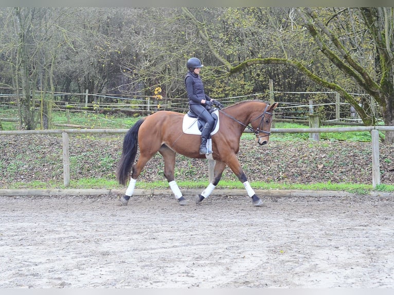 Más caballos centroeuropeos Yegua 5 años 168 cm Castaño in Wellheim