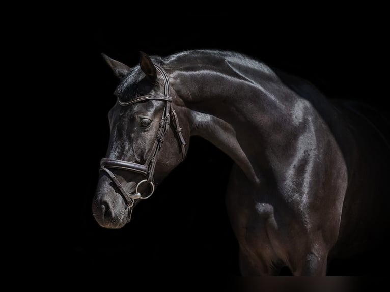 Más caballos centroeuropeos Yegua 5 años 168 cm Negro in Prienai