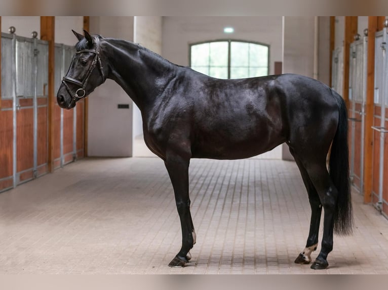 Más caballos centroeuropeos Yegua 5 años 168 cm Negro in Prienai