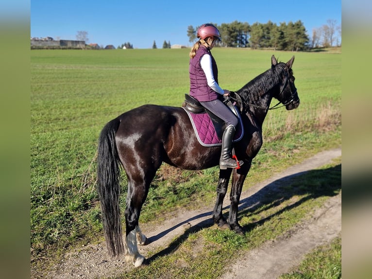 Más caballos centroeuropeos Yegua 5 años 171 cm Negro in Lutherstadt Wittenberg